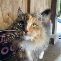 Enlarge Shyla, a ADOPTABLE Domestic Long Hair in Novato, CA image 2/5