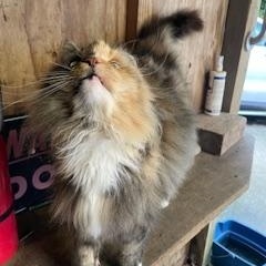 Enlarge Shyla, a ADOPTABLE Domestic Long Hair in Novato, CA image 3/5