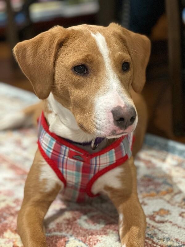 Enlarge Alice, a Adoptable mixed breed in Berkeley Heights, NJ image 1/6