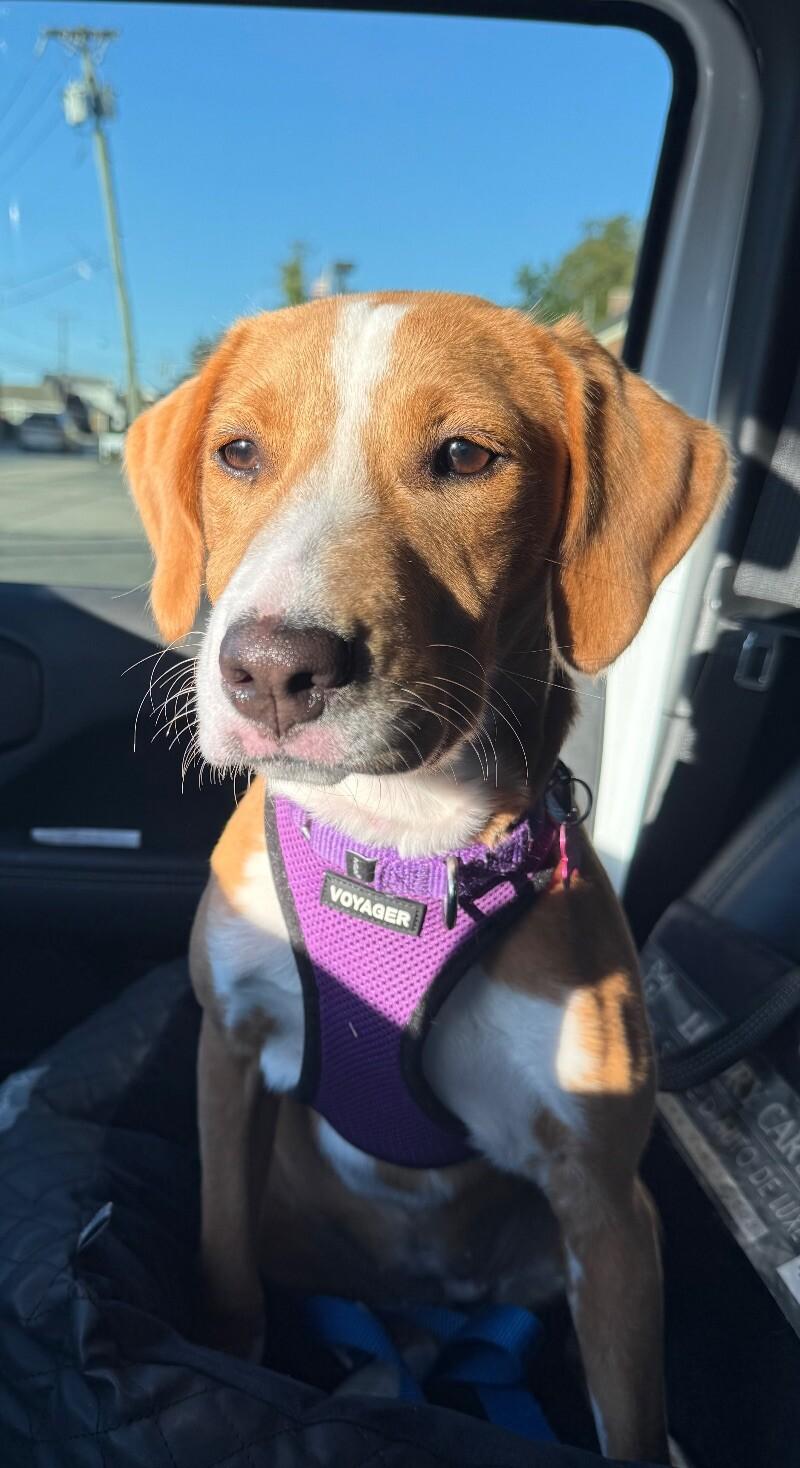 Alice, Adoptable, Young Female Labrador Retriever & Mixed Breed.