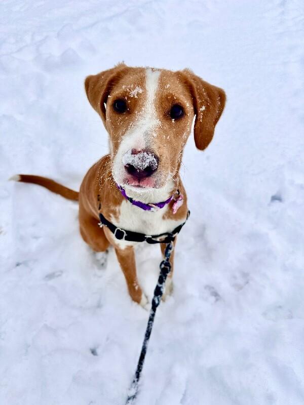Alice, a Adoptable mixed breed in Berkeley Heights, NJ image 1/6