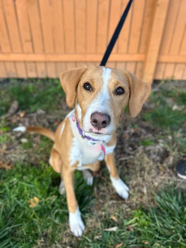 Alice, a Adoptable mixed breed in Berkeley Heights, NJ image 2/6