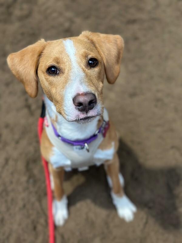 Alice, a Adoptable mixed breed in Berkeley Heights, NJ image 3/6