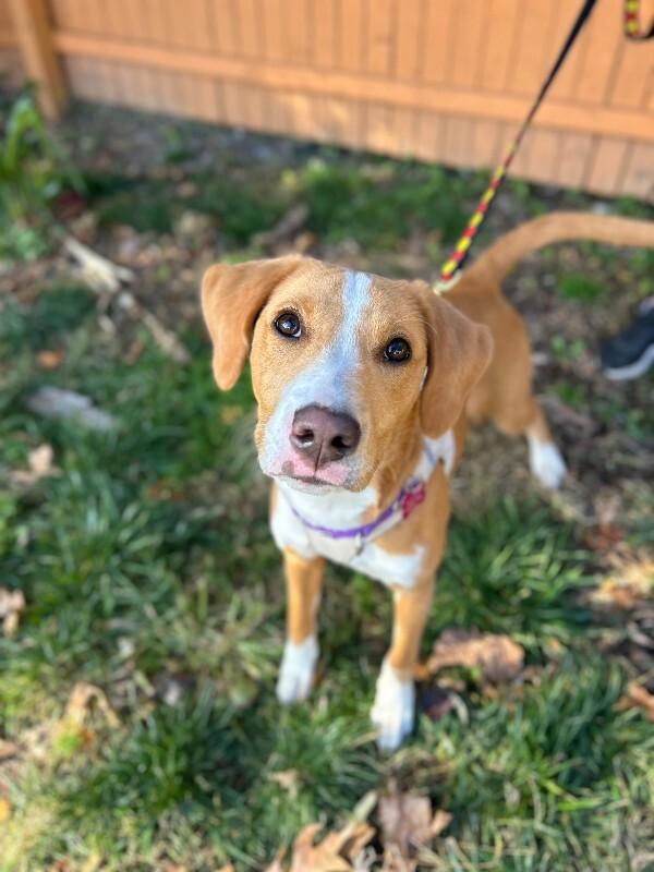 Alice, a Adoptable mixed breed in Berkeley Heights, NJ image 4/6