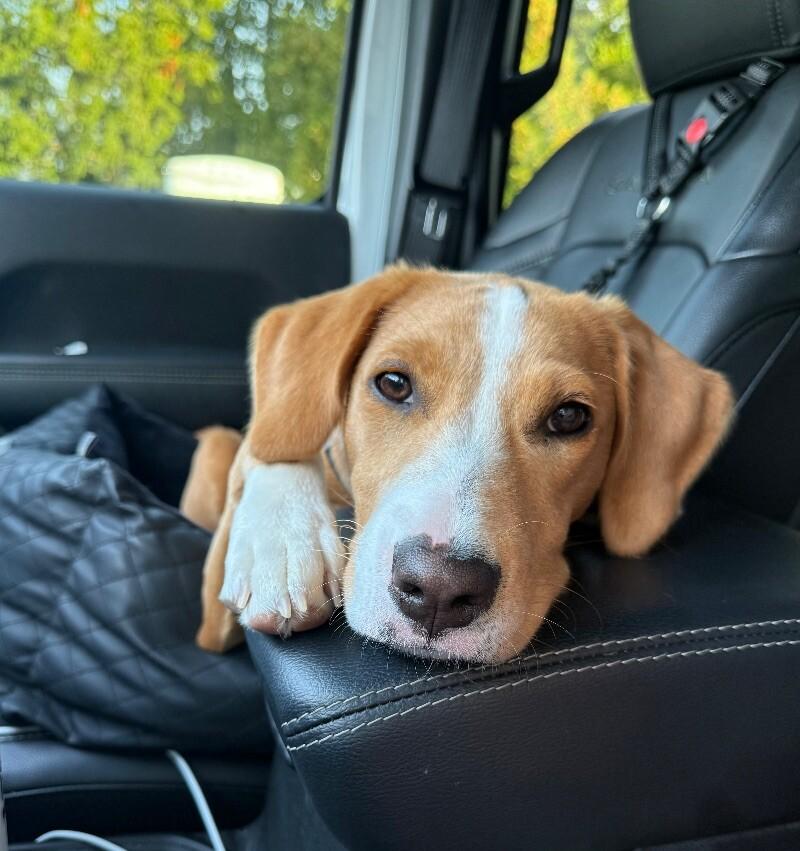 Alice, a Adoptable mixed breed in Berkeley Heights, NJ image 5/6