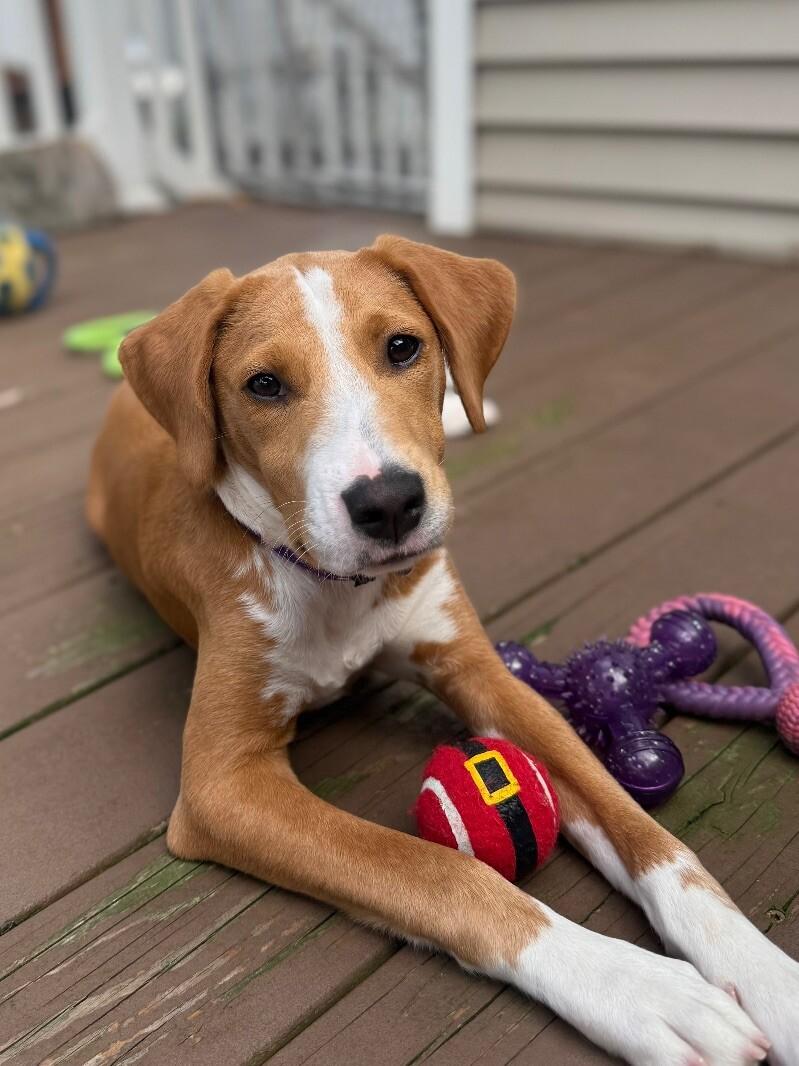 Alice, a Adoptable mixed breed in Berkeley Heights, NJ image 6/6