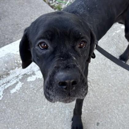 Enlarge Tiny, a Adoptable mixed breed in Dallas, TX image 2/4