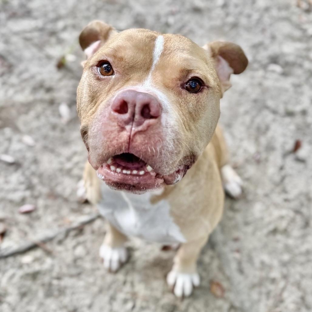 Keto, Adoptable, Senior Male Mixed Breed.