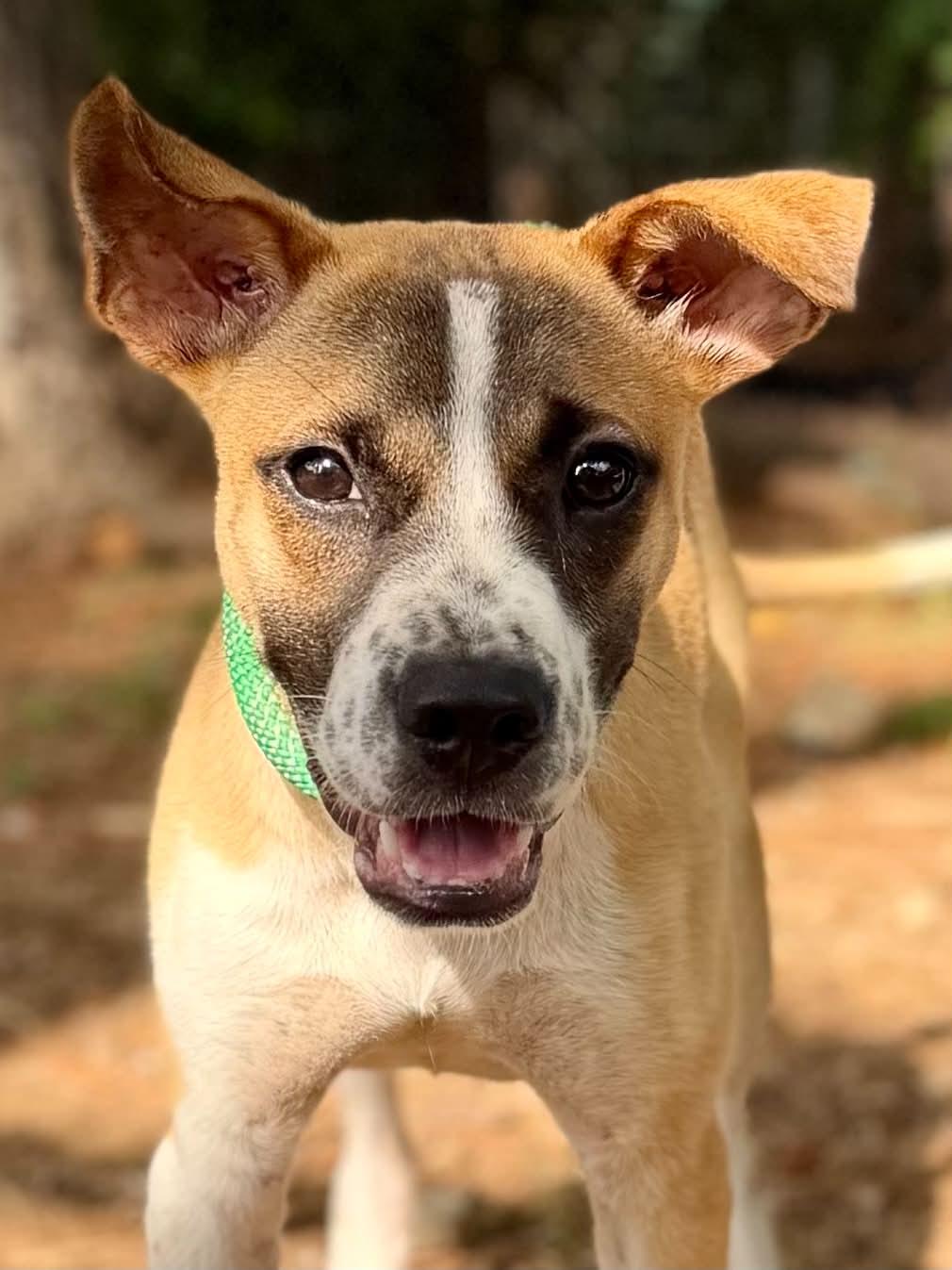 Axel, ADOPTABLE, Puppy Male Mixed Breed.