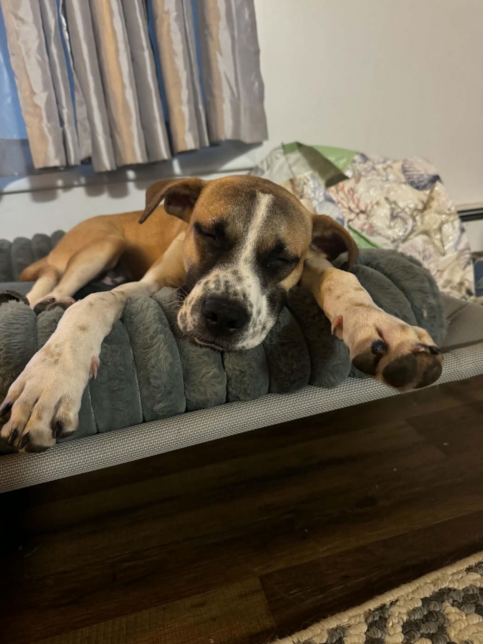 Enlarge Axel, a ADOPTABLE mixed breed in Brunswick, ME image 2/4