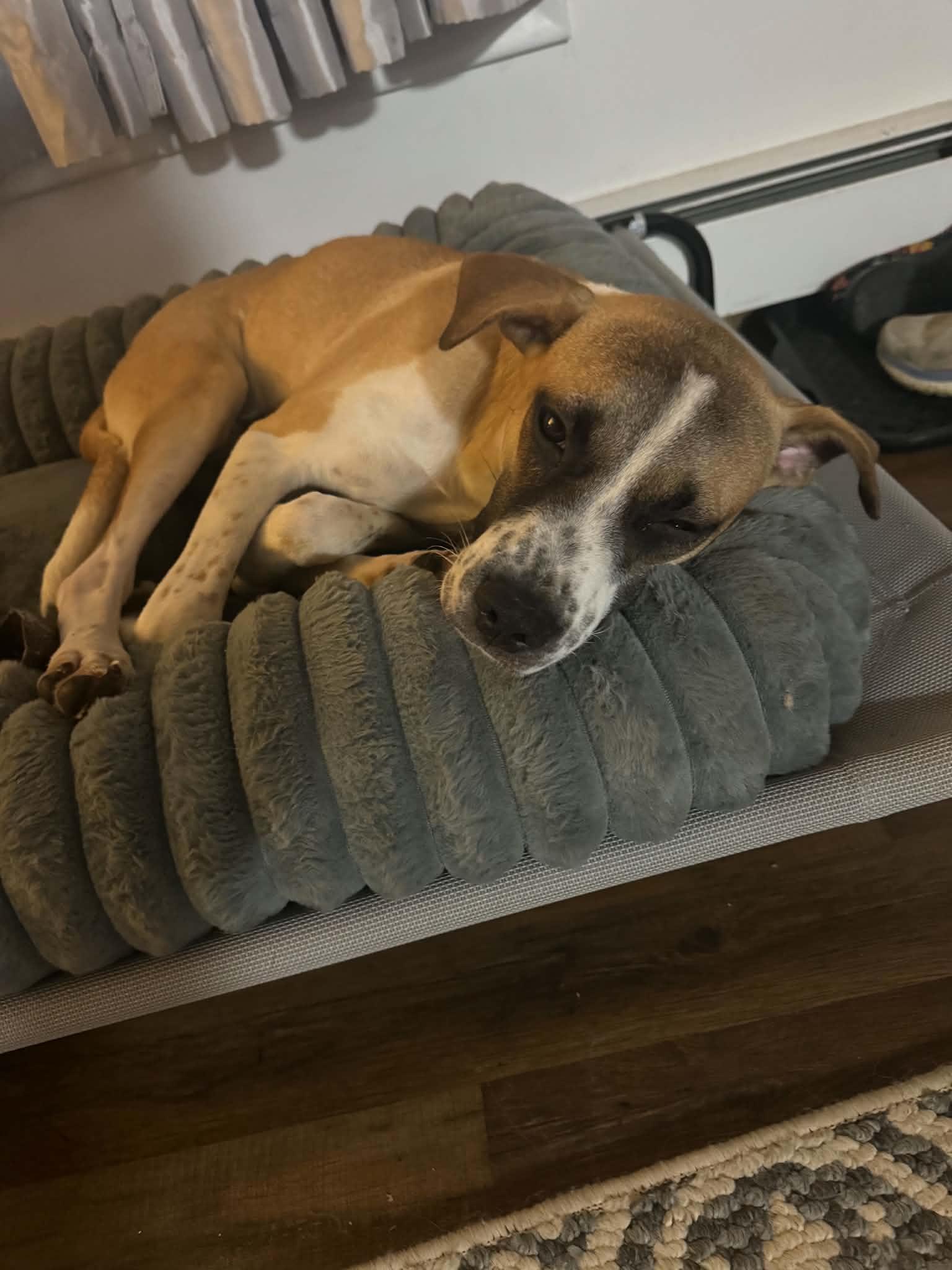 Enlarge Axel, a ADOPTABLE mixed breed in Brunswick, ME image 1/4