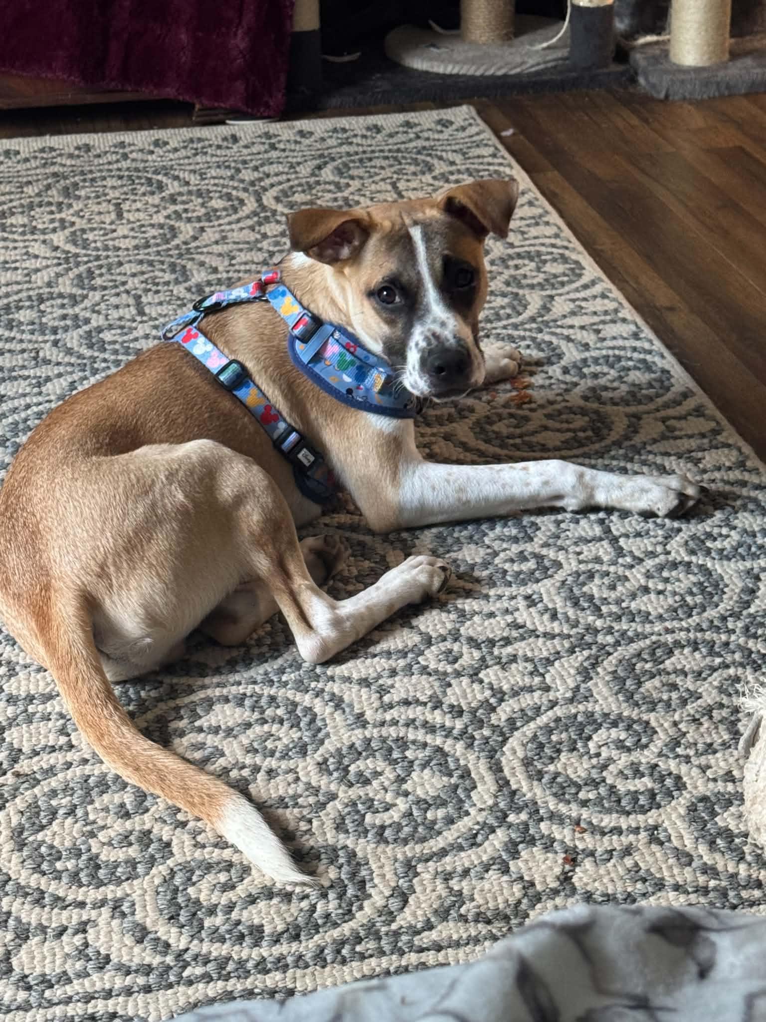 Enlarge Axel, a ADOPTABLE mixed breed in Brunswick, ME image 4/4