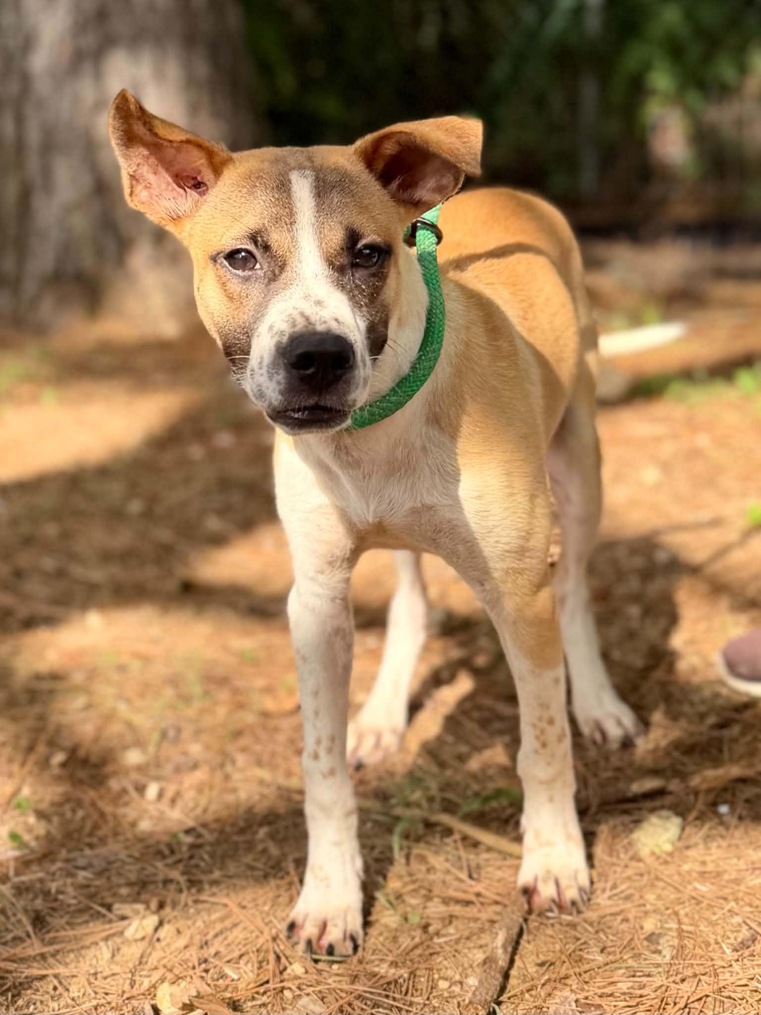 Axel, a ADOPTABLE mixed breed in Brunswick, ME image 2/2