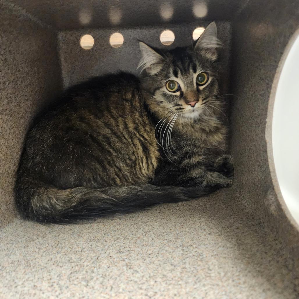 Theo, Adoptable, Young Male Domestic Medium Hair.