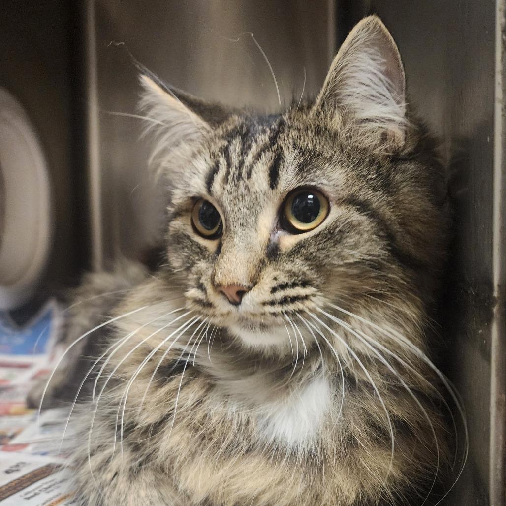 Enlarge Theo, a Adoptable Domestic Medium Hair in Evensville, TN image 2/5