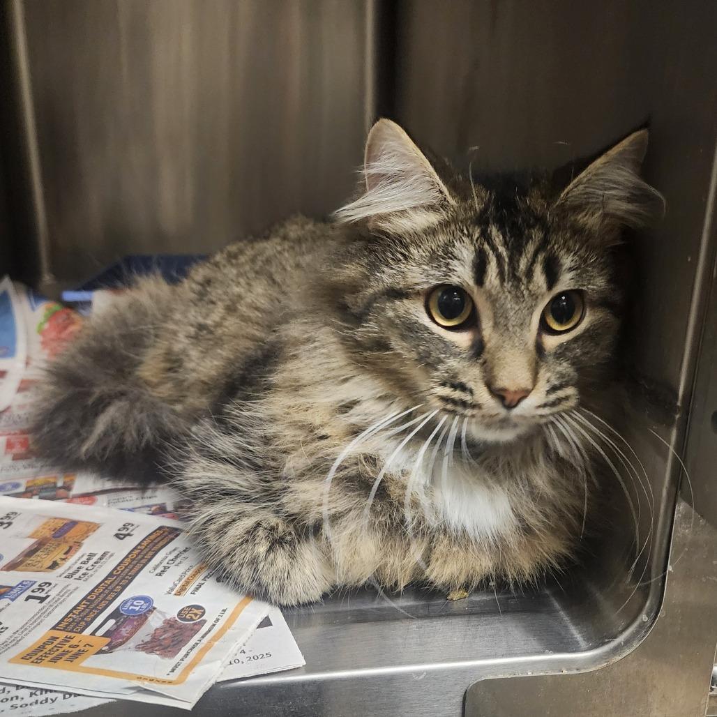 Enlarge Theo, a Adoptable Domestic Medium Hair in Evensville, TN image 3/5