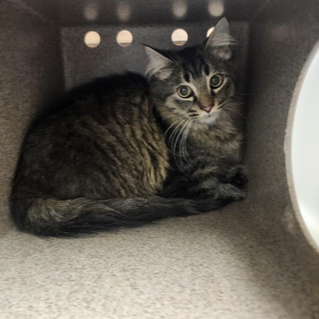 Enlarge Theo, a Adoptable Domestic Medium Hair in Evensville, TN image 5/5