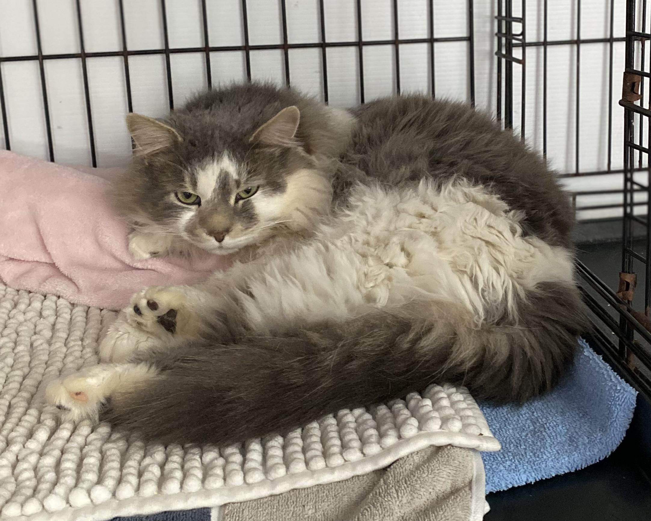 Enlarge Cloud, an adopted Domestic Long Hair in Stanstead, QC image 4/4