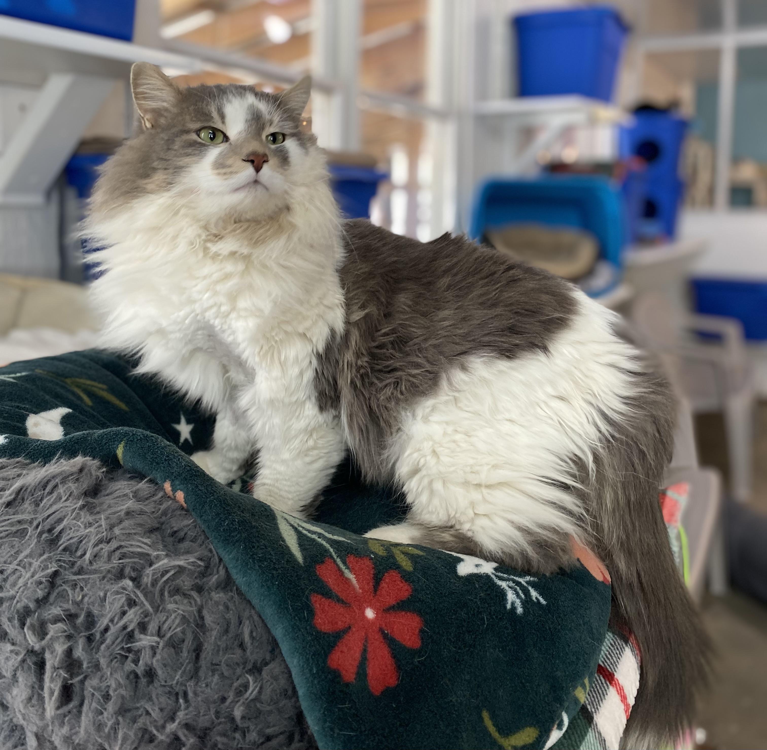 Enlarge Cloud, an adopted Domestic Long Hair in Stanstead, QC image 2/4