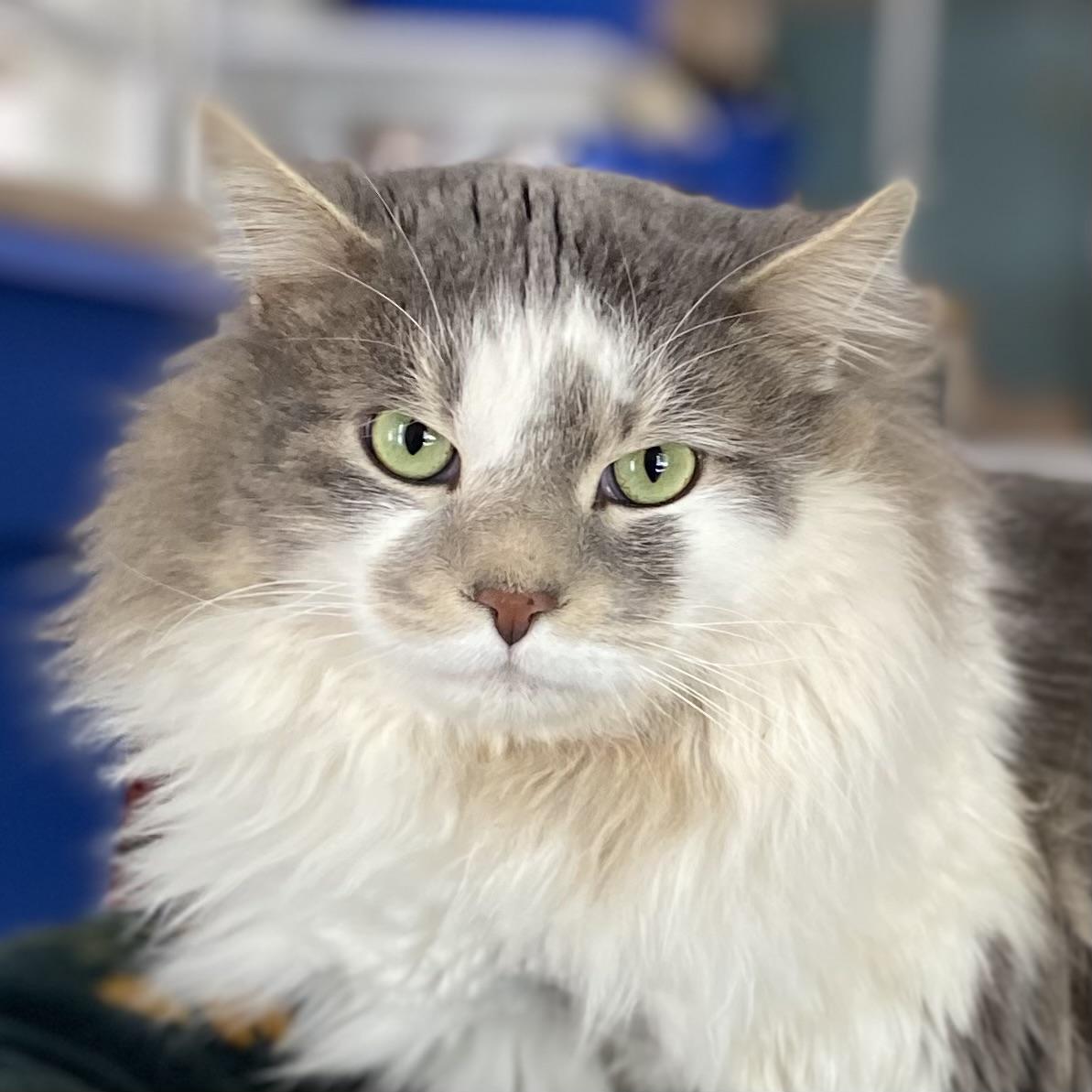 Cloud, adopted, Adult Male Domestic Long Hair.