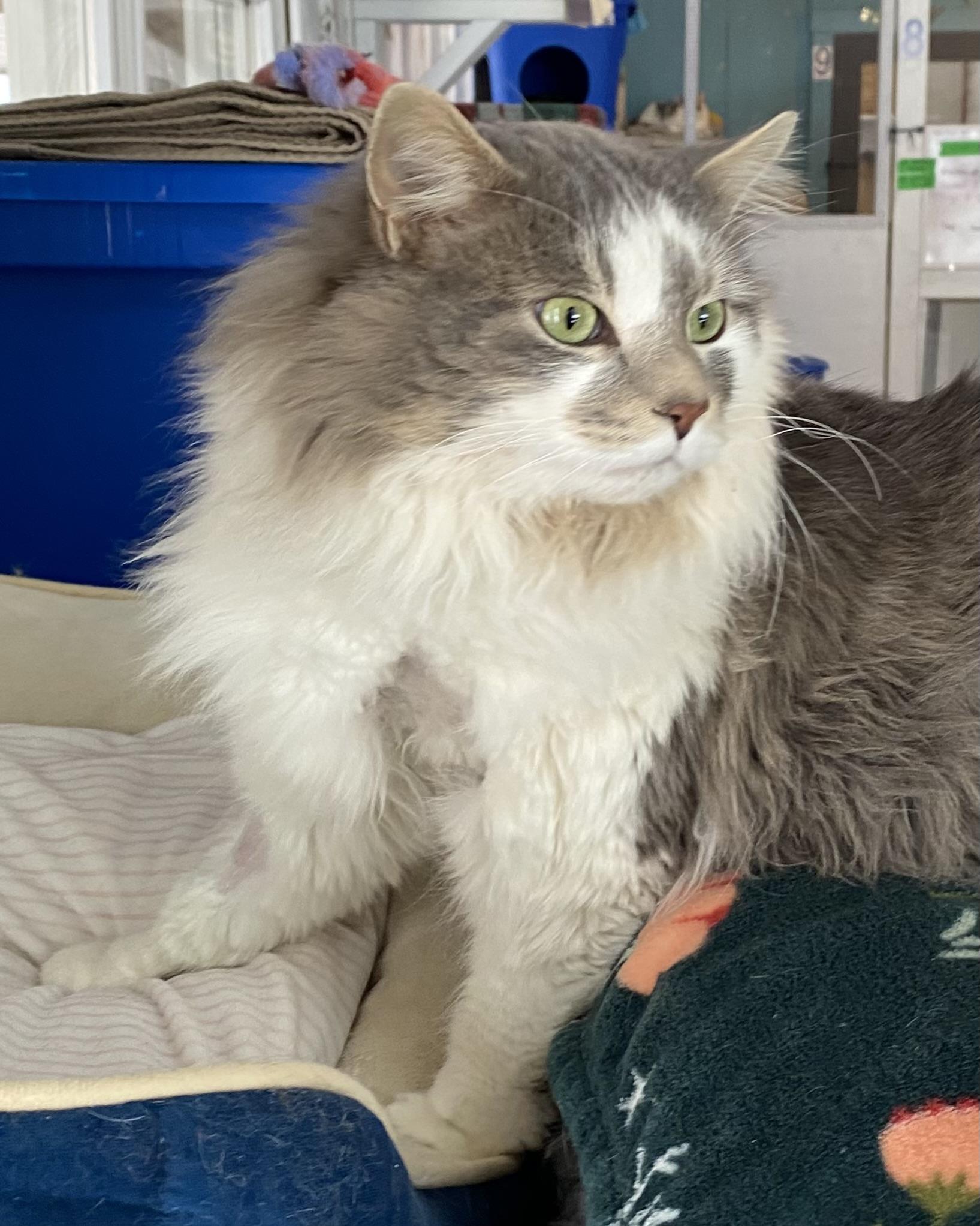 Enlarge Cloud, an adopted Domestic Long Hair in Stanstead, QC image 3/4