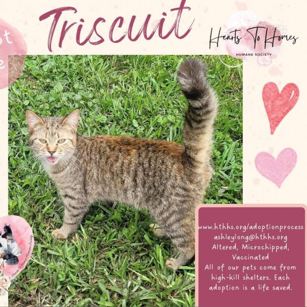 Triscuit, Adoptable, Adult Female Domestic Short Hair.
