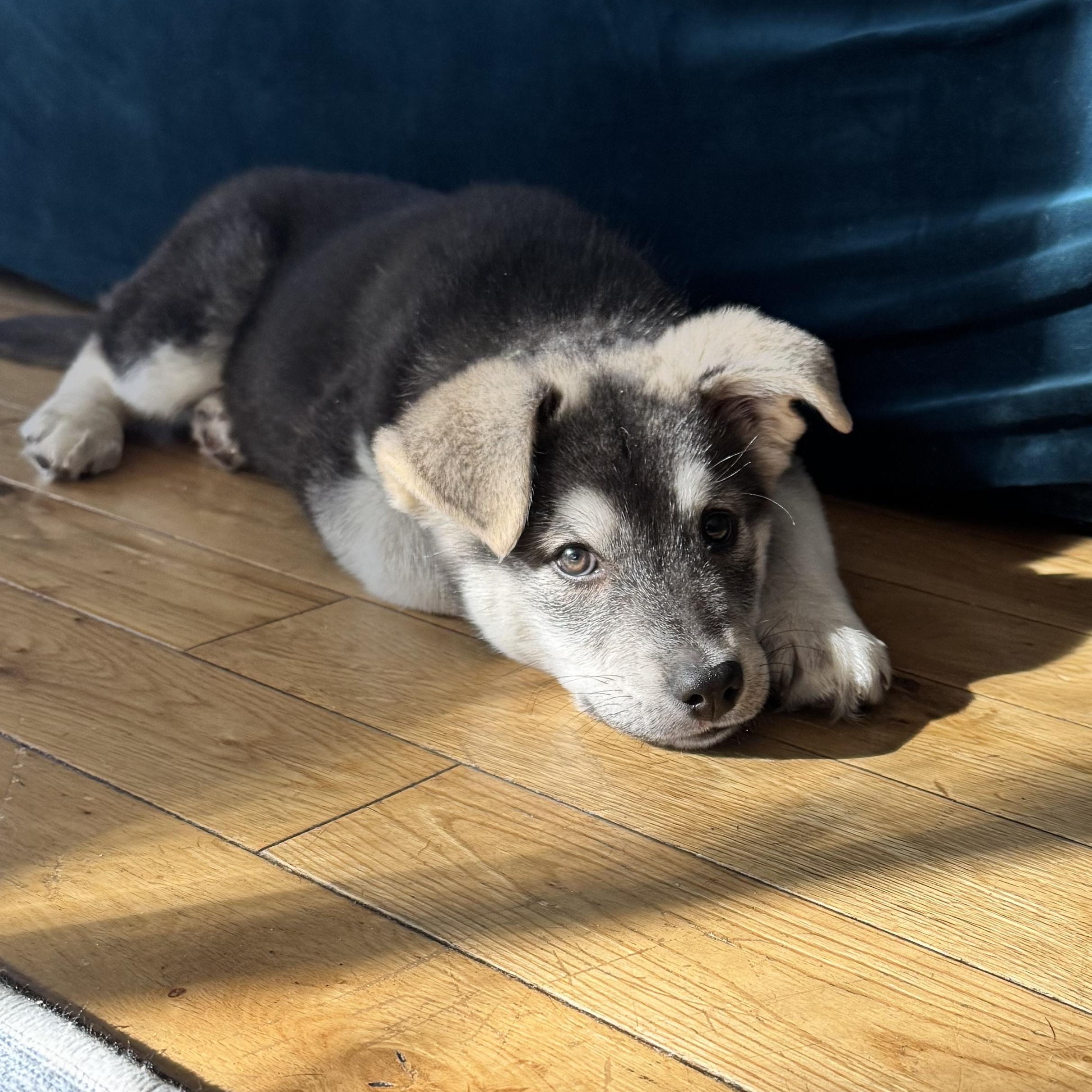 Dog for adoption Kenai an Alaskan Malamute Siberian Husky Mix in Dog for adoption Kenai an Alaskan Malamute Siberian Husky Mix in