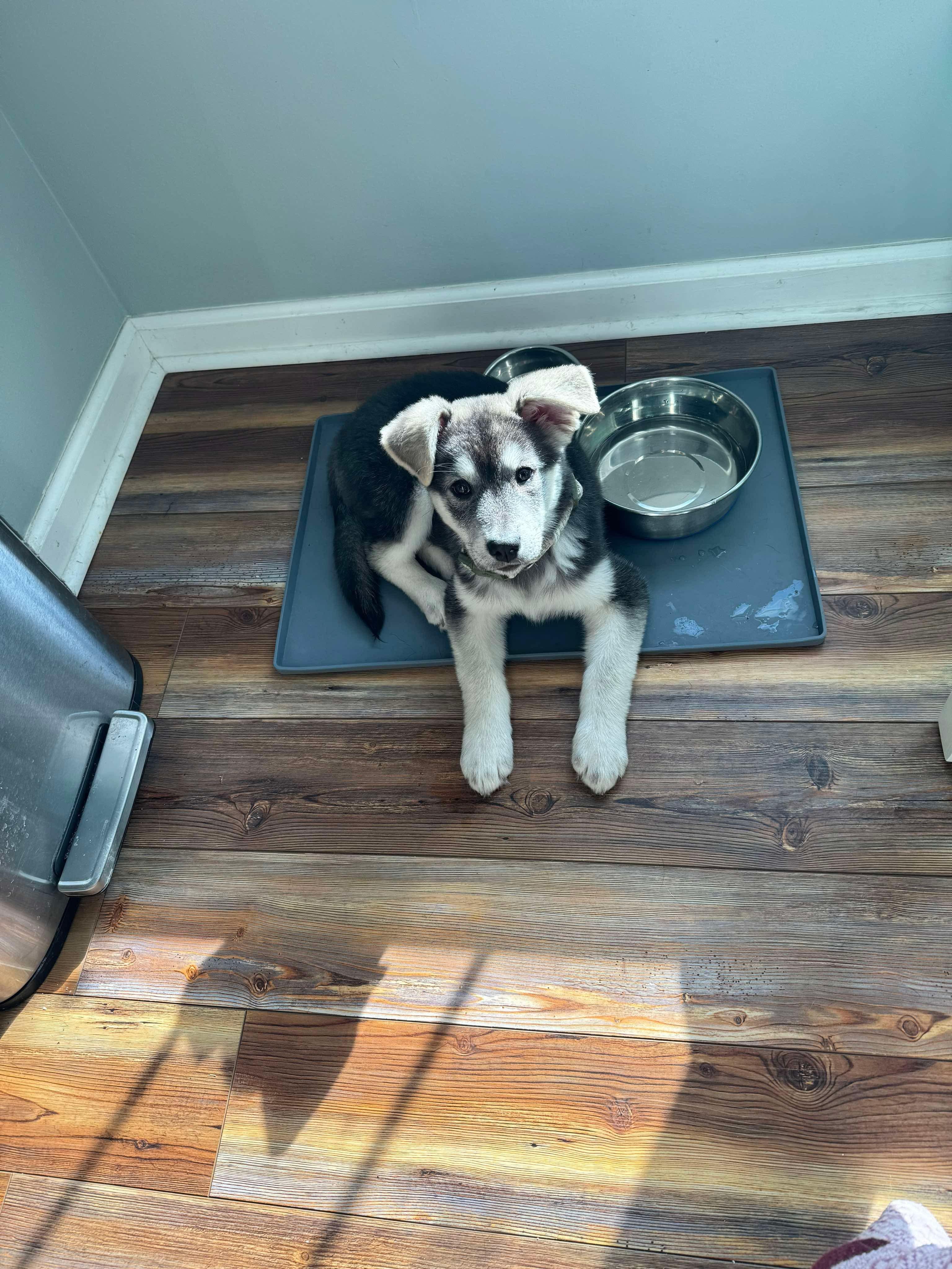 Dog for adoption Kenai an Alaskan Malamute Siberian Husky Mix in Dog for adoption Kenai an Alaskan Malamute Siberian Husky Mix in