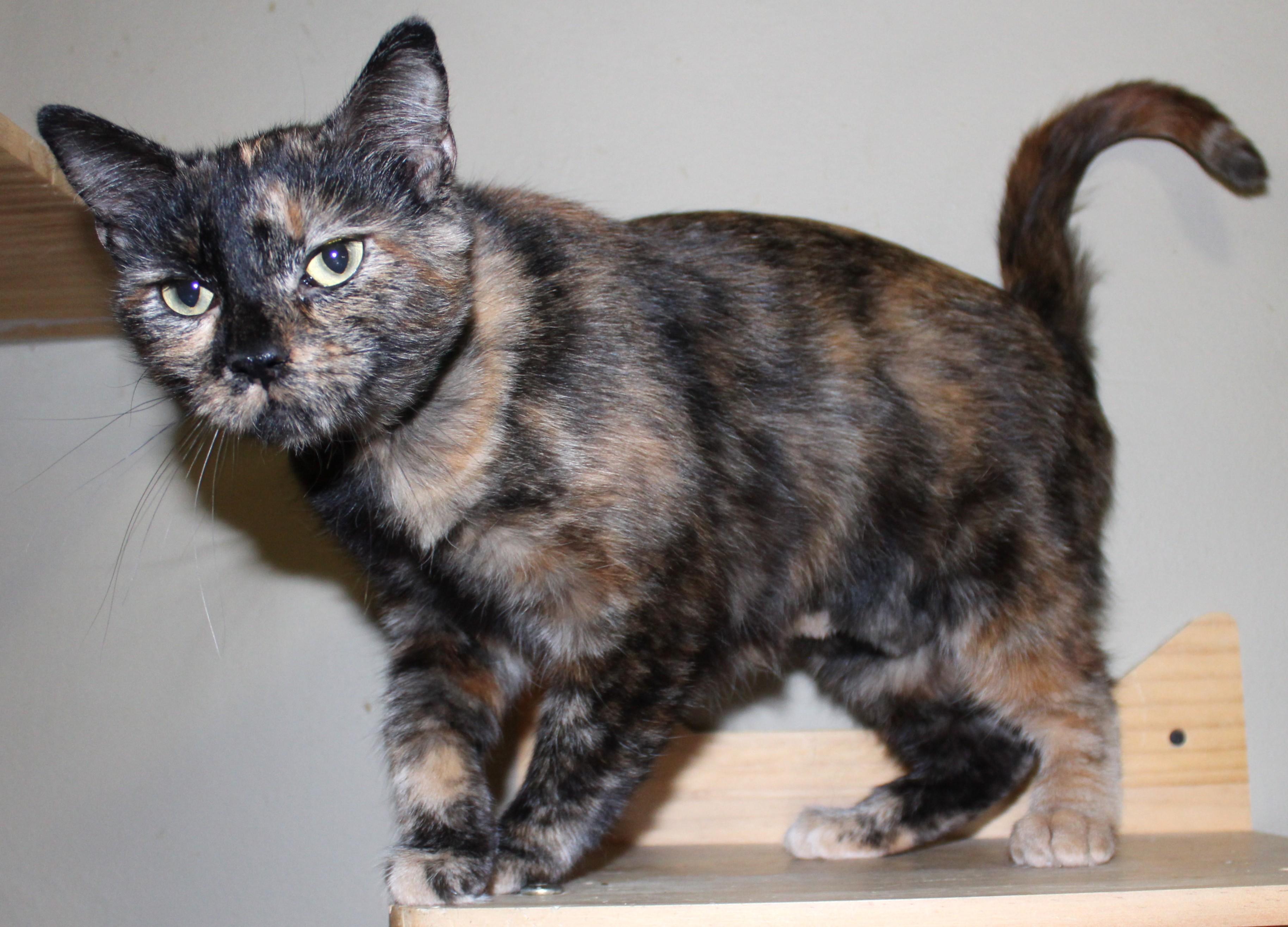 Enlarge Whispy, a Adoptable mixed breed in Huron, SD image 1/4