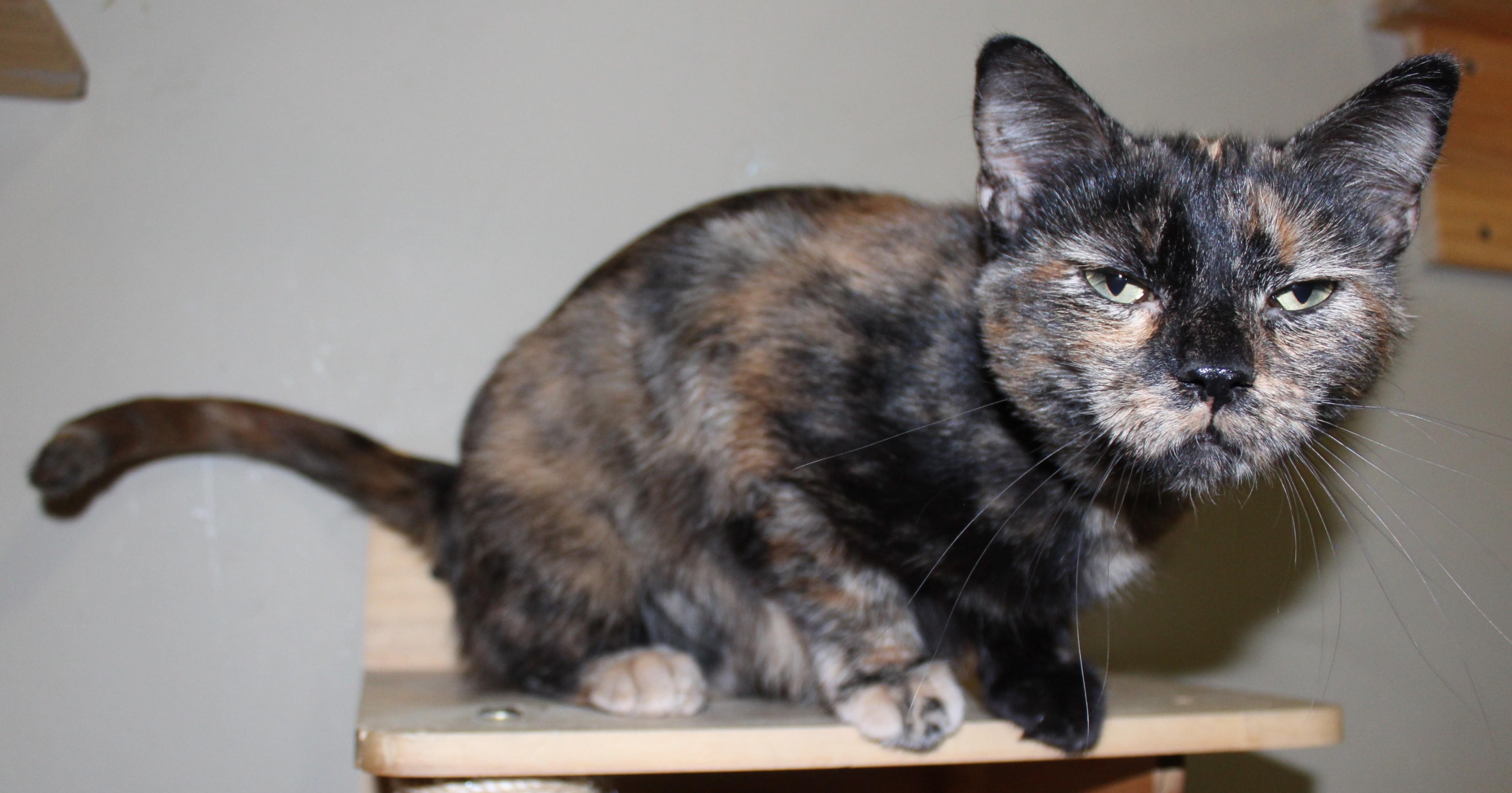 Enlarge Whispy, a Adoptable mixed breed in Huron, SD image 3/4