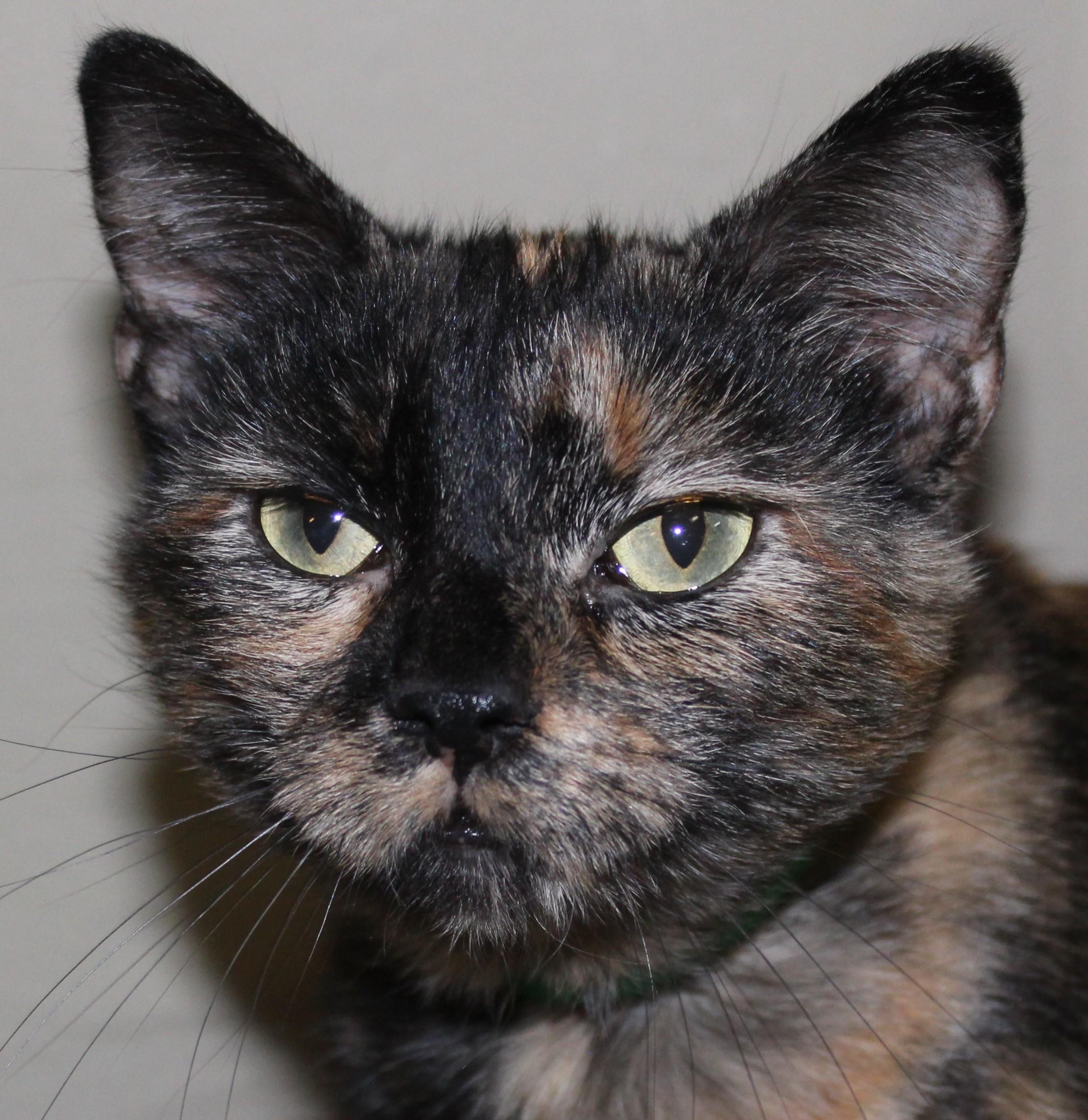 Enlarge Whispy, a Adoptable mixed breed in Huron, SD image 2/4