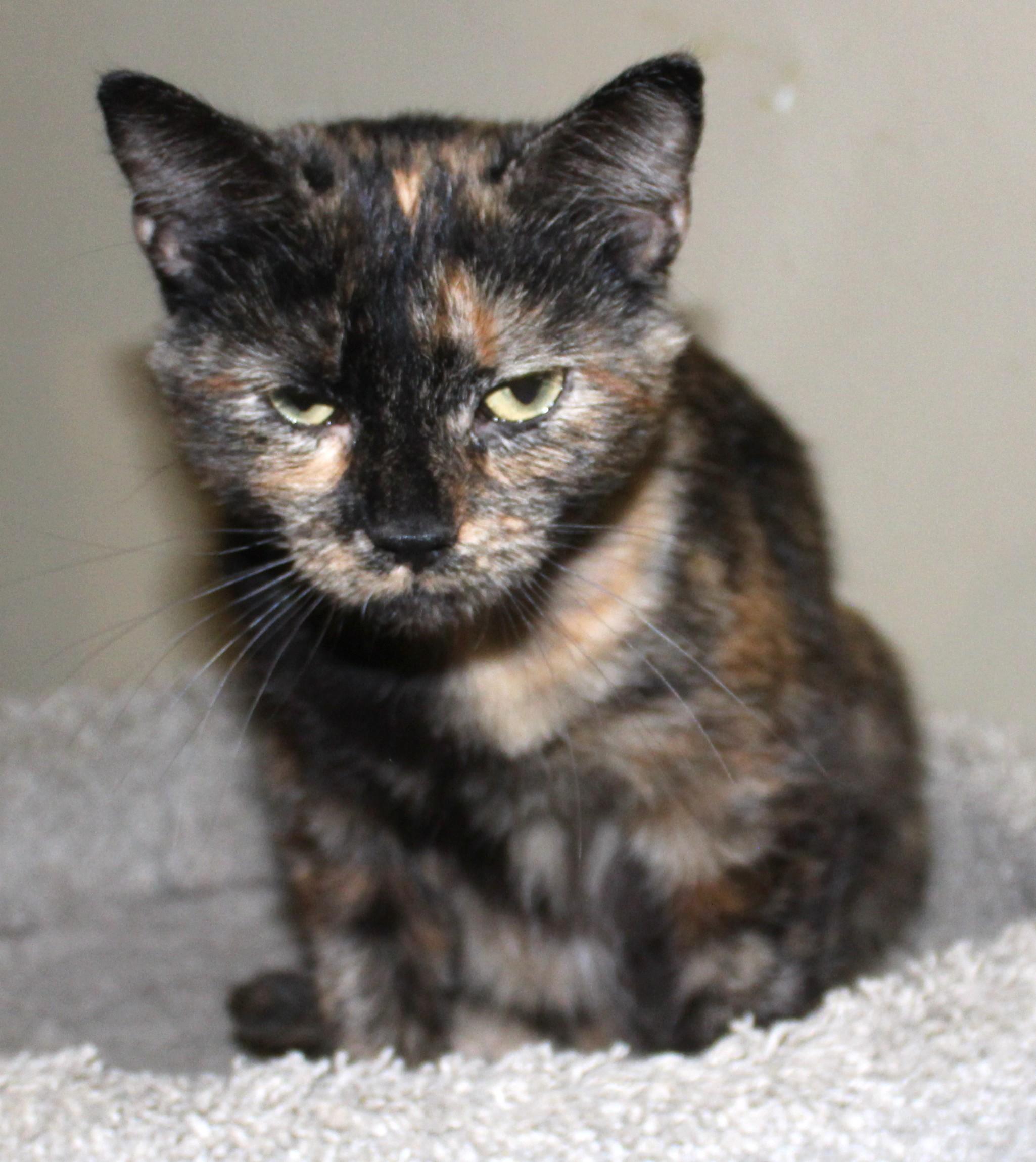 Enlarge Whispy, a Adoptable mixed breed in Huron, SD image 4/4