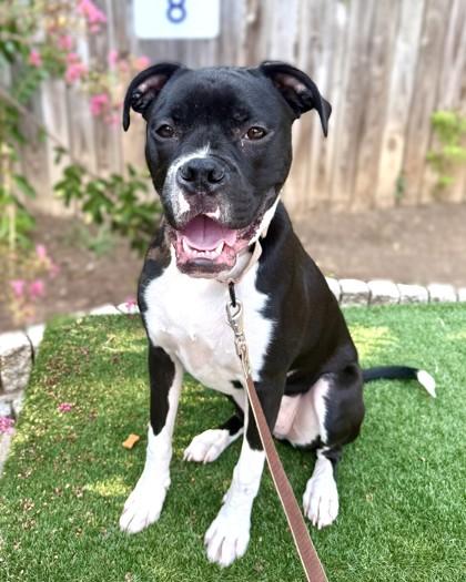 Sirius, Adoptable, Young Male Boxer & Mixed Breed.