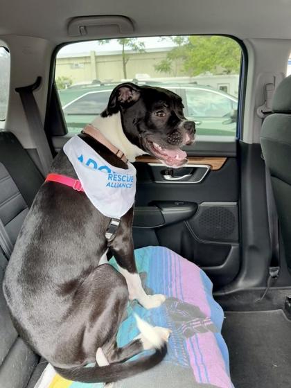 Enlarge Sirius, a Adoptable mixed breed in Washington, DC image 2/3