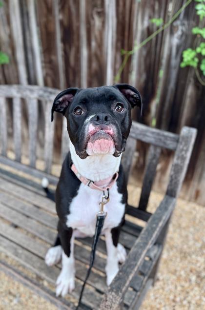 Sirius, Adoptable, Young Male Boxer & Mixed Breed.