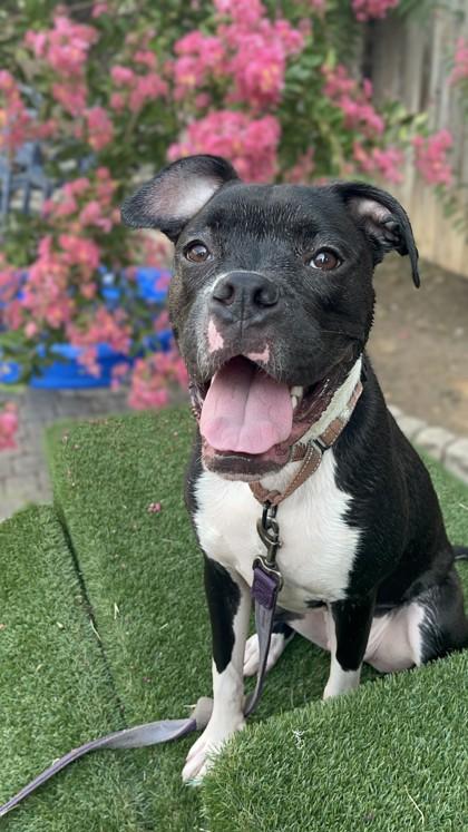 Enlarge Sirius, a Adoptable mixed breed in Washington, DC image 3/3