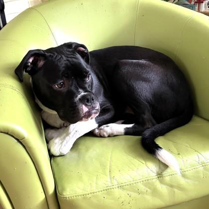 Sirius, a Adoptable mixed breed in Washington, DC image 2/3