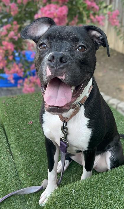 Sirius, a Adoptable mixed breed in Washington, DC image 3/3