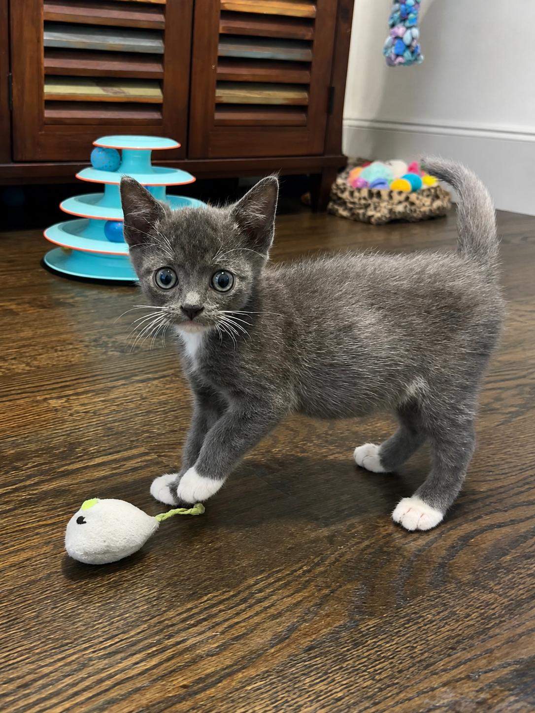 Finn, Adopted, Kitten Male Domestic Short Hair & Tuxedo.
