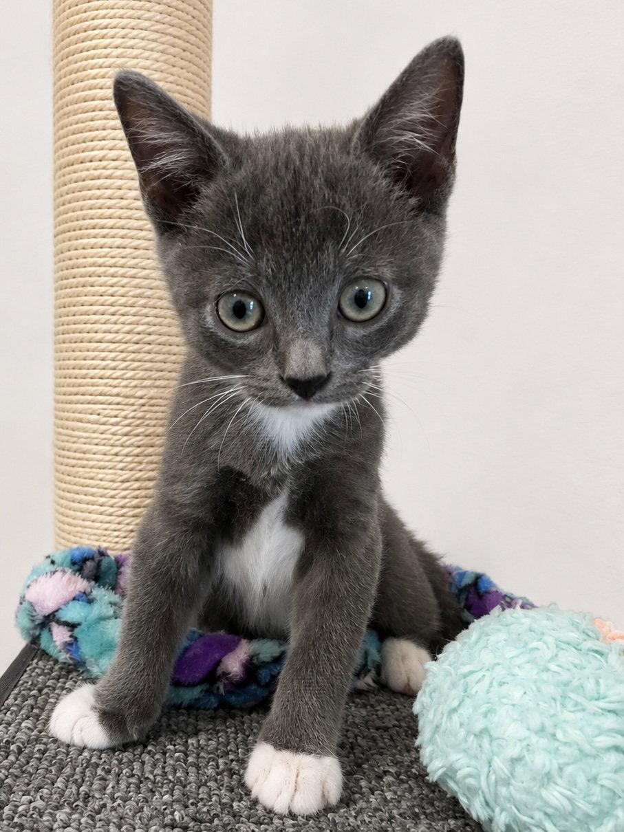 Finn, a Adopted mixed breed in Plano, TX image 2/3