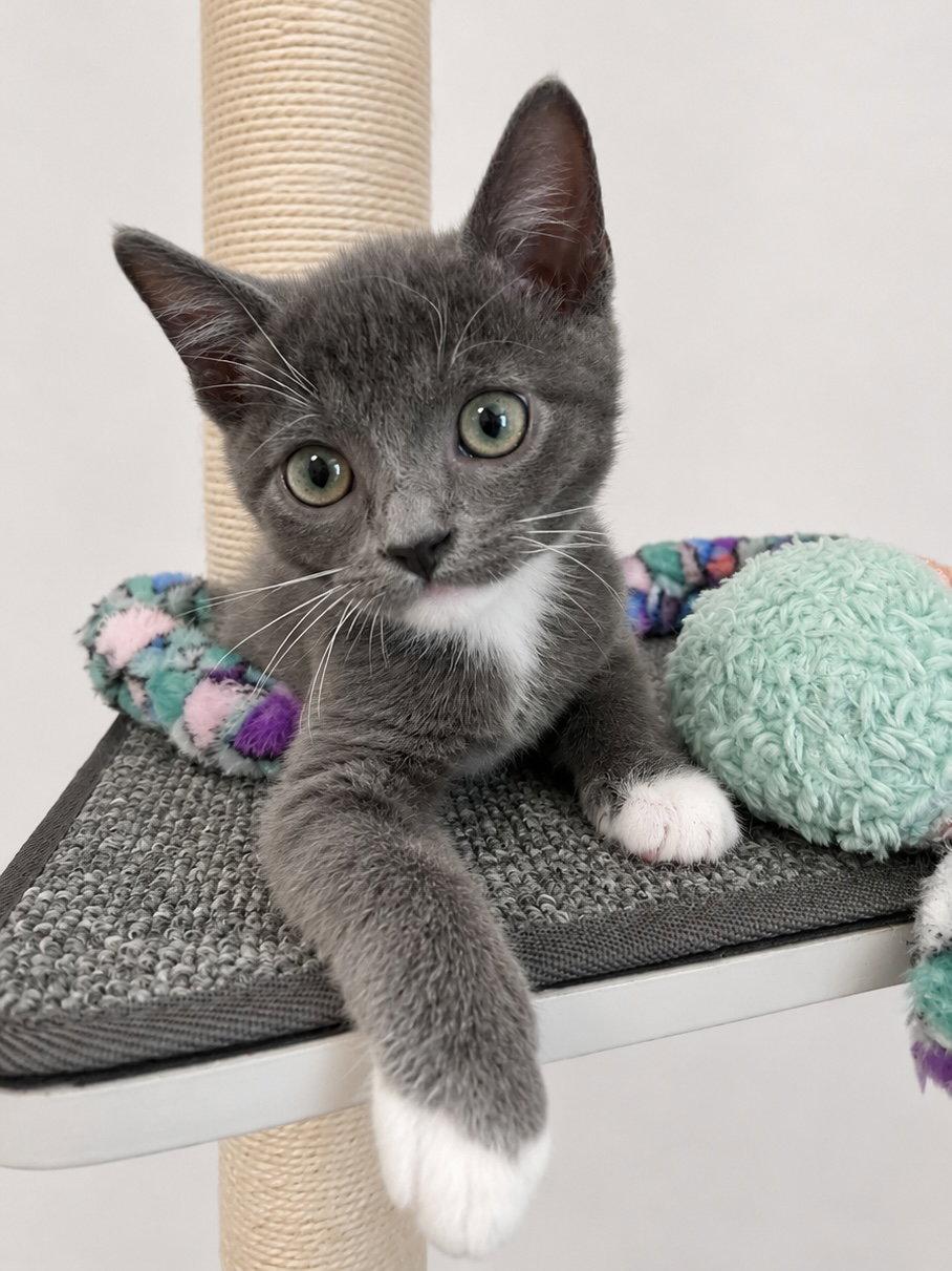 Finn, a Adopted mixed breed in Plano, TX image 3/3