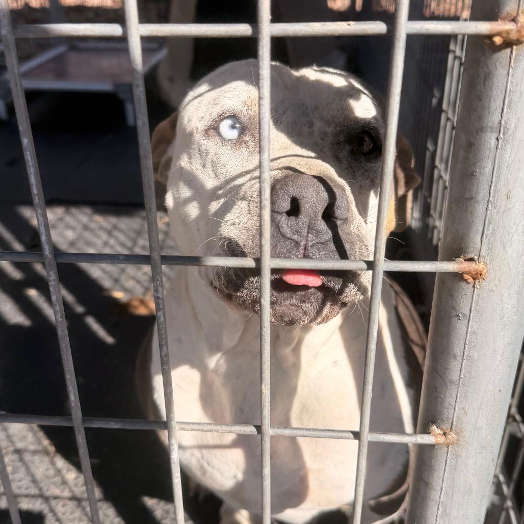 Bessie — thumbnail 2