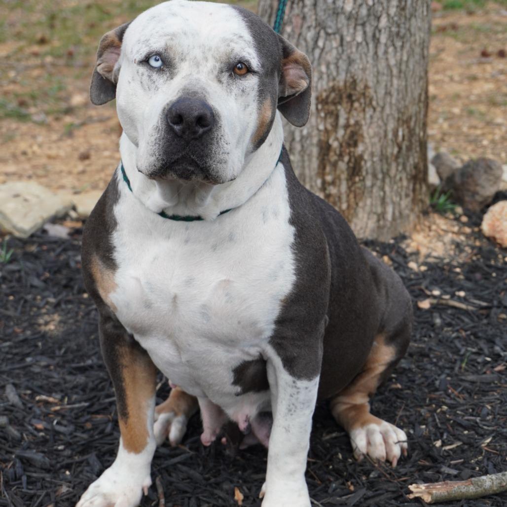 Bessie — thumbnail 3