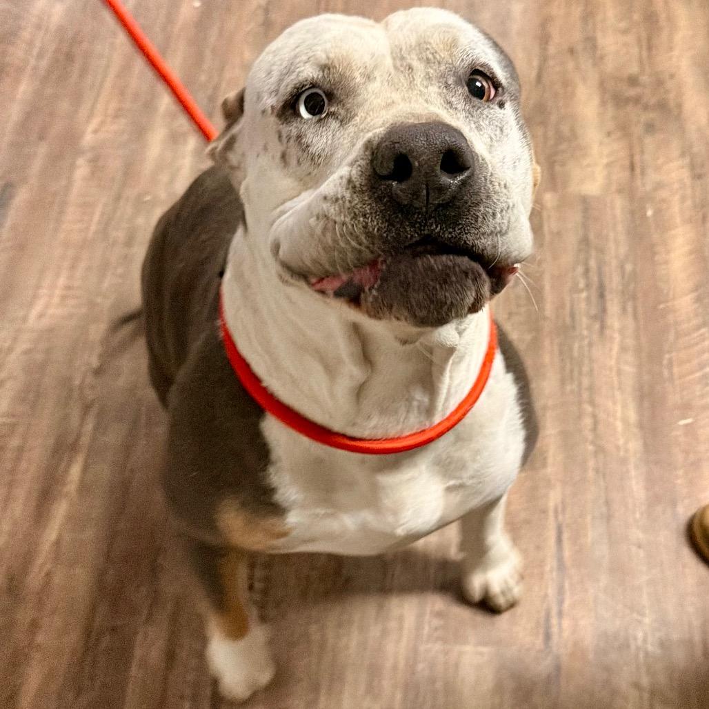 Bessie — thumbnail 4