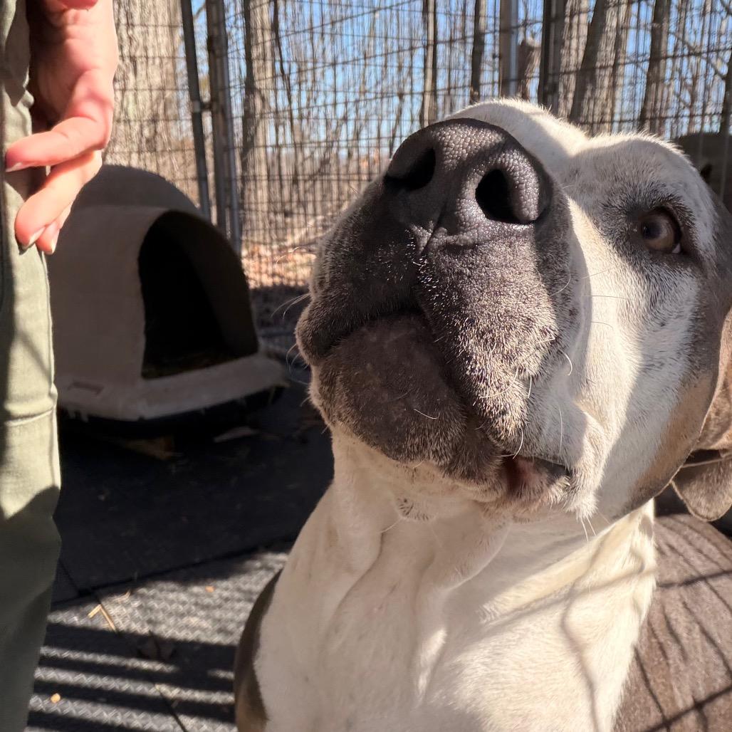 Bessie — thumbnail 5