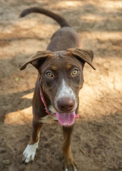 Margarita 64757, a Adoptable mixed breed in Aiken, SC image 1/3