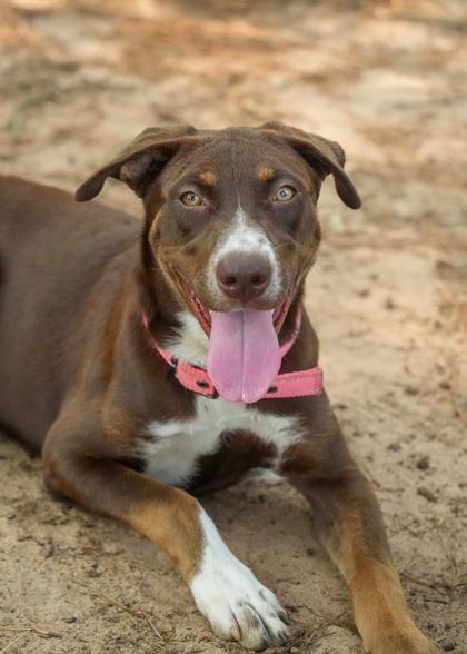 Margarita 64757, a Adoptable mixed breed in Aiken, SC image 2/3