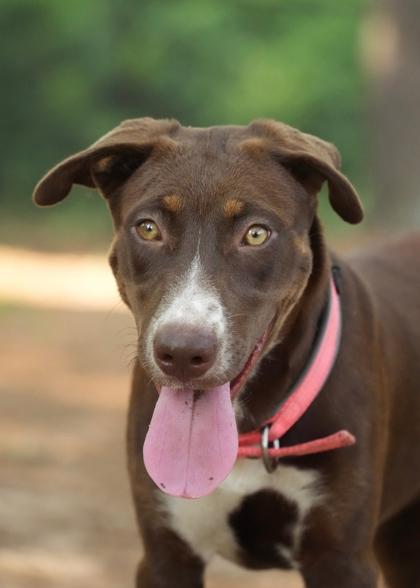 Margarita 64757, a Adoptable mixed breed in Aiken, SC image 3/3