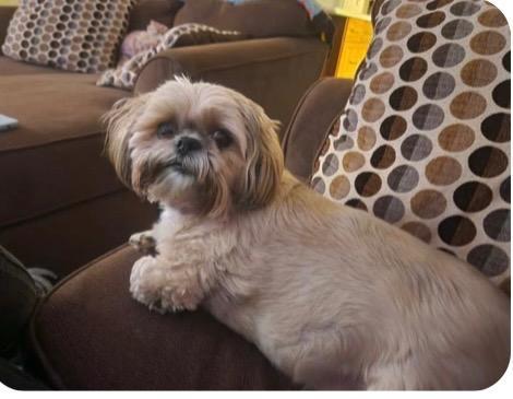 Enlarge Patches, a Adopted Shih Tzu in Westminster, MD image 1/1