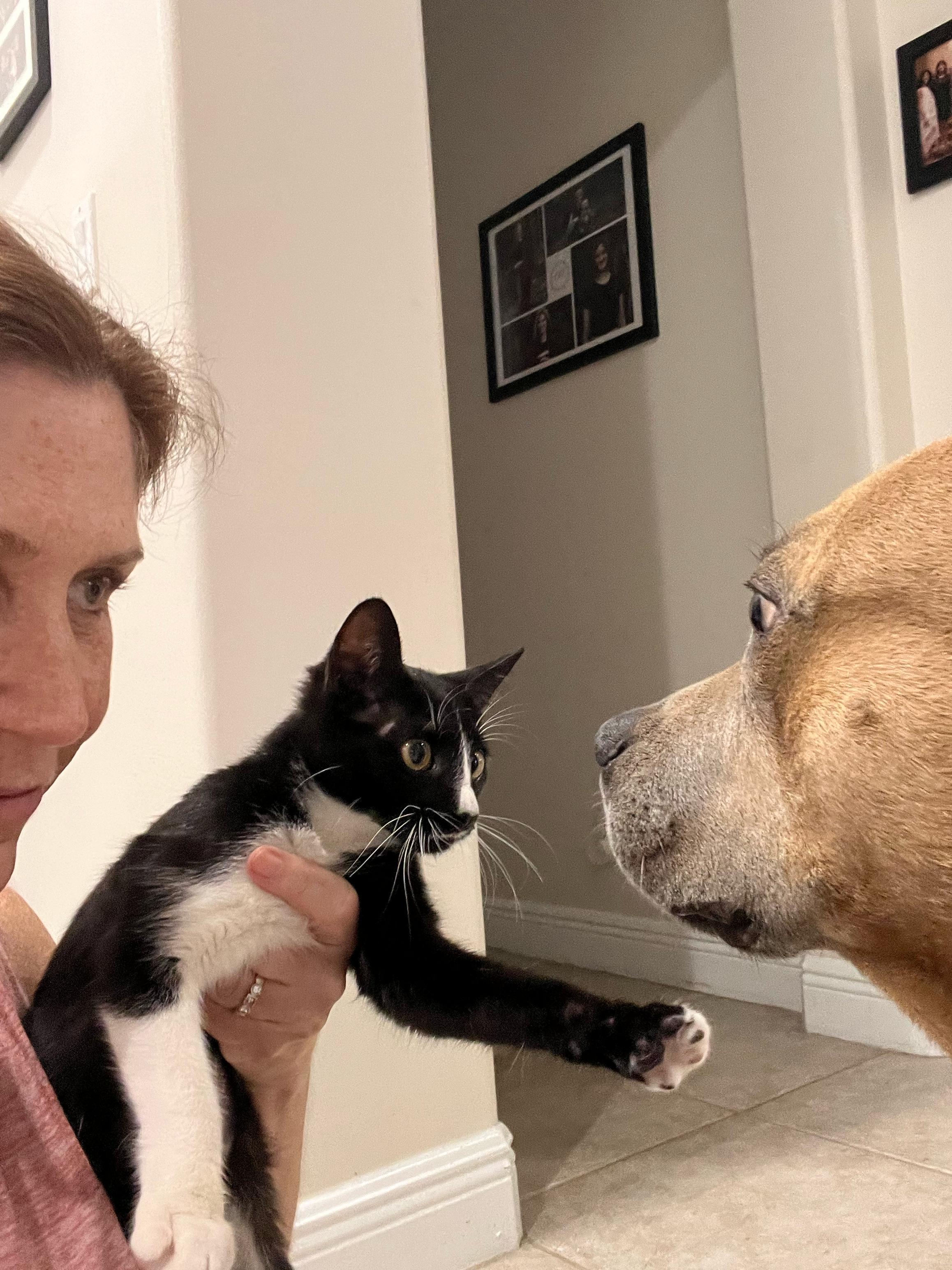 Enlarge Susie Q, an adopted Domestic Short Hair in Lauderhill, FL image 4/4